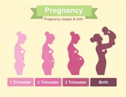女性の妊娠後の体の変化の絵