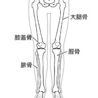 下肢の骨の名称のイラスト
