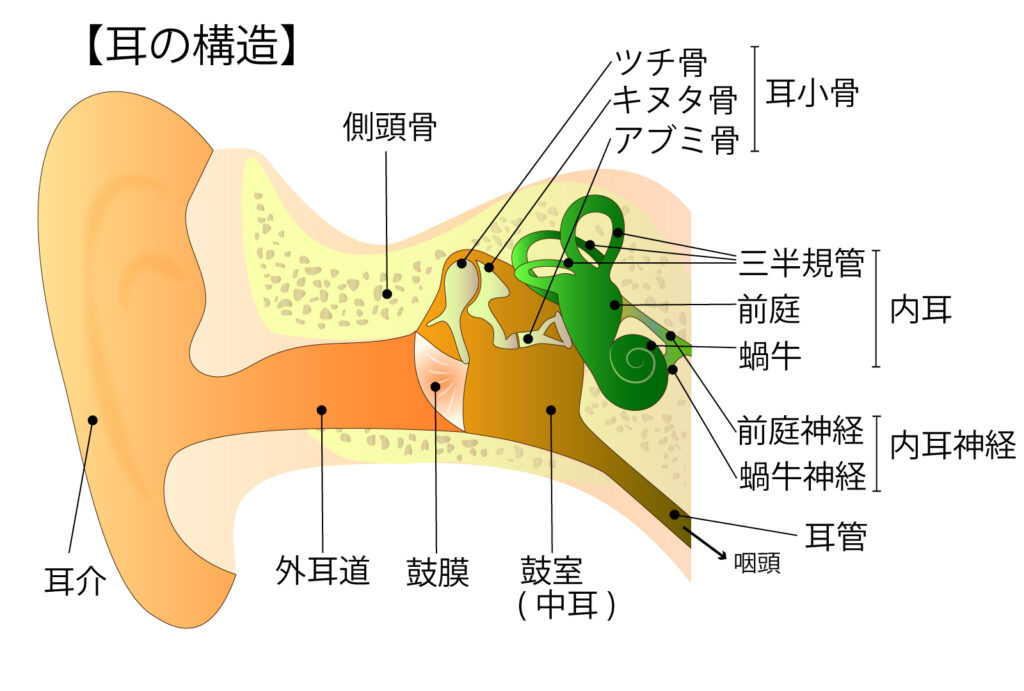 耳の中の構造